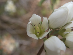 Gentianella chathamica