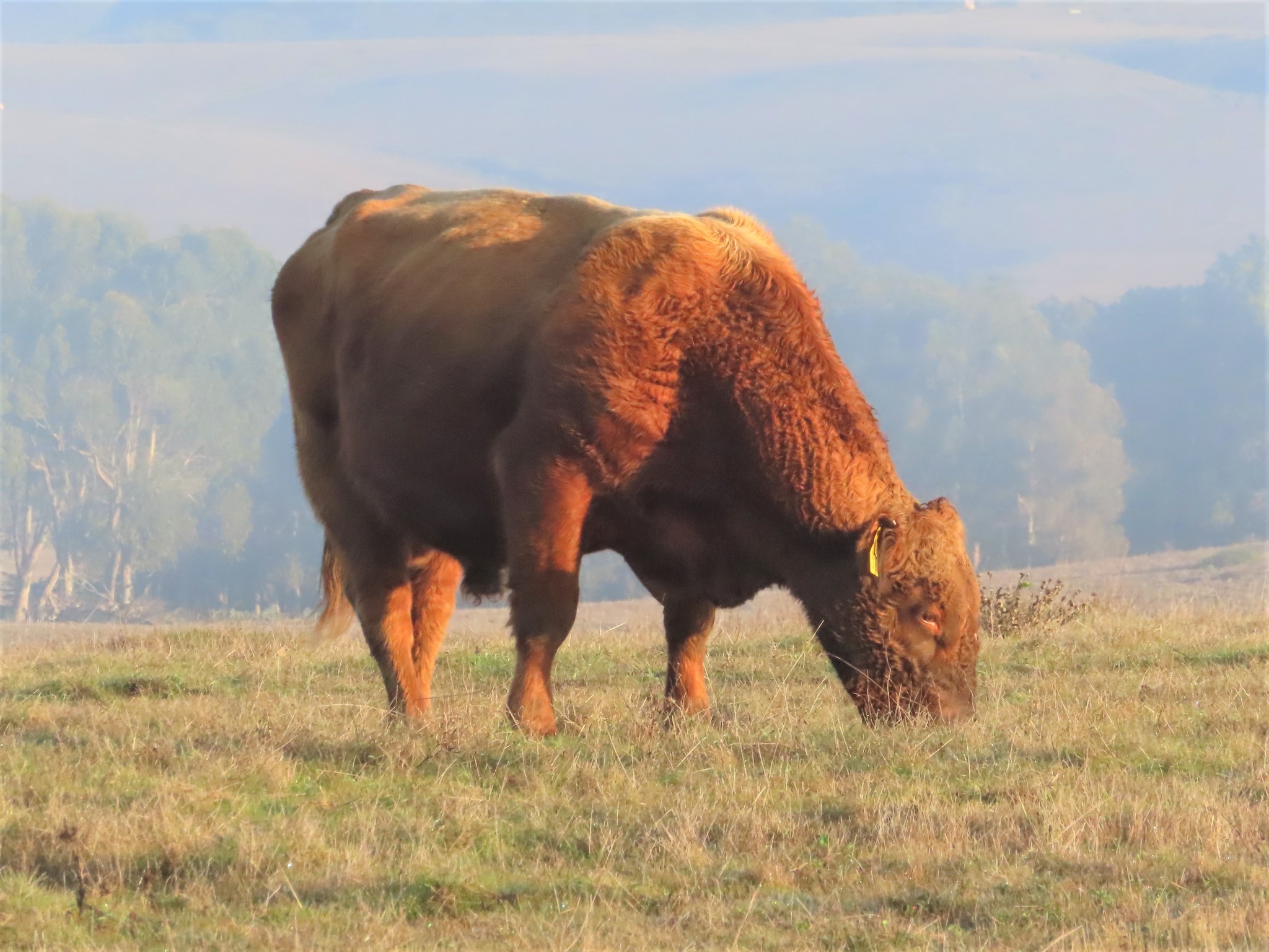 vaca bisonte americano