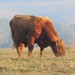 Bison × Cattle Hybrid - Photo (c) w_fran, some rights reserved (CC BY-NC)