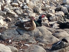 Cairina moschata domestica