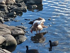 Cairina moschata domestica