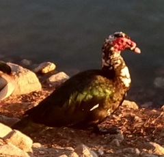 Cairina moschata domestica