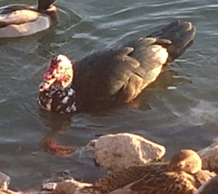 Cairina moschata domestica