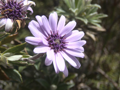 Macrolearia semidentata
