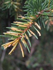 Chrysomyxa rhododendri