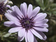Macrolearia semidentata