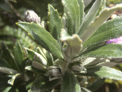 Macrolearia semidentata