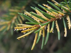 Chrysomyxa rhododendri