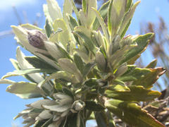 Macrolearia semidentata