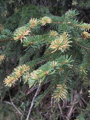Chrysomyxa rhododendri