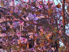 Bauhinia variegata