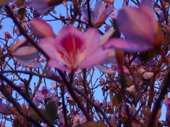Bauhinia variegata
