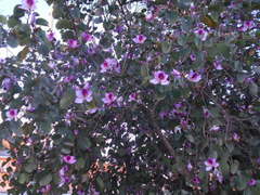 Bauhinia variegata