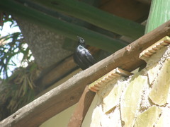 Ptiloxena atroviolacea