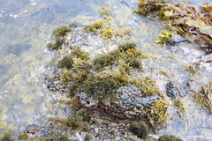 Splachnidium rugosum