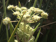 Aciphylla traversii