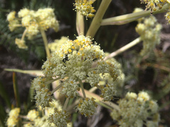 Aciphylla traversii