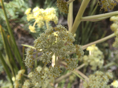 Aciphylla traversii