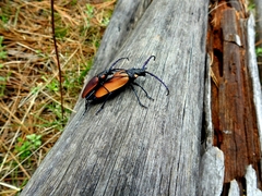 Oropyrodes maculicollis