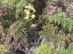 Aciphylla traversii