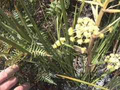Aciphylla traversii