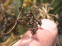 Aciphylla traversii