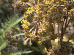 Aciphylla traversii