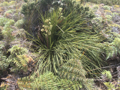Aciphylla traversii