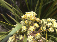 Aciphylla traversii