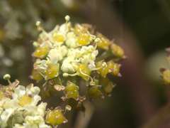 Aciphylla traversii