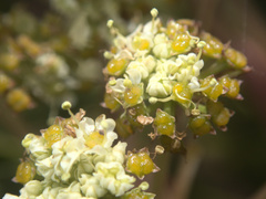Aciphylla traversii