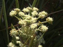 Aciphylla traversii