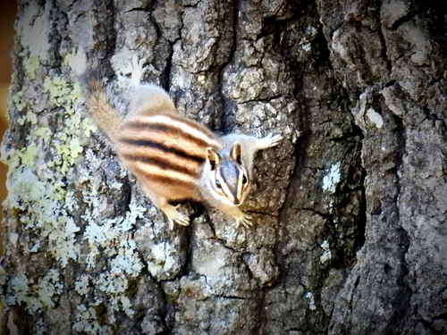 Durango Chipmunk