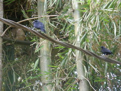 Ptiloxena atroviolacea