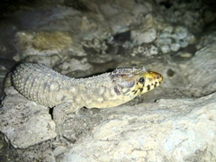 Lepidophyma