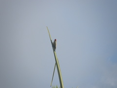 Melanerpes superciliaris
