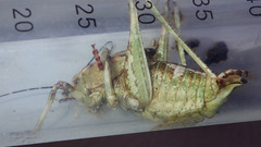 Aglaothorax ovata