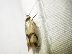 Plectobela ecliptica