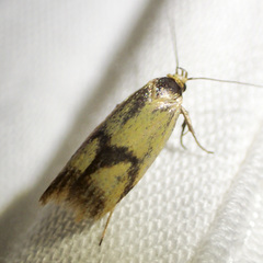 Plectobela ecliptica