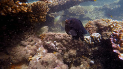 Neoglyphidodon melas