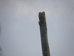 Melanerpes superciliaris