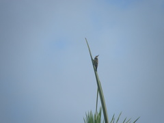 Melanerpes superciliaris
