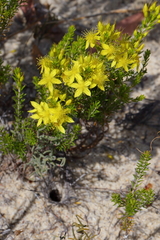 Calytrix flavescens