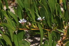 Scaevola repens