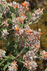 Jacksonia floribunda