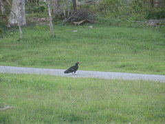 Cathartes aura