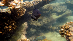 Neoglyphidodon melas