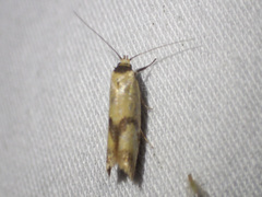 Plectobela ecliptica