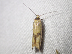Plectobela ecliptica