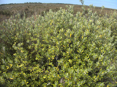 Corokia macrocarpa